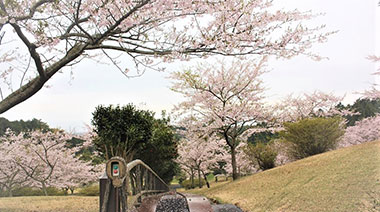 コースの桜